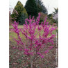 CERCIS chinensis AVONDALE