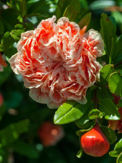 PUNICA granatum CALIFORNIA SUNSET