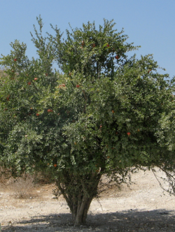 GRENADIER à fruits MALISI