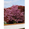 CERCIS siliquastrum