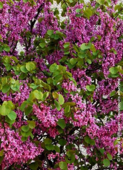 CERCIS siliquastrum