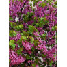 CERCIS siliquastrum