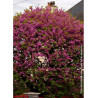 CERCIS siliquastrum
