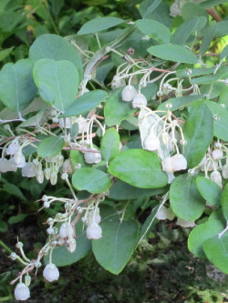 ZENOBIA pulverulenta BLUE SKY