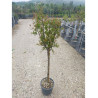PUNICA granatum CALIFORNIA SUNSET En pot de 10-12 litres forme tige hauteur du tronc 090-110 cm