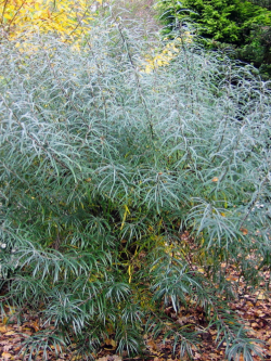 SALIX rosmarinifolia