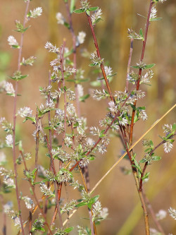 SALIX rosmarinifolia