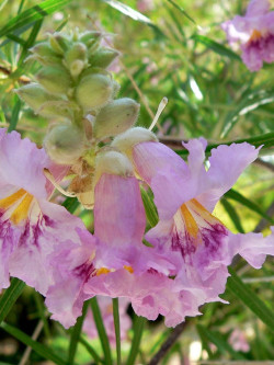CHILOPSIS linearis