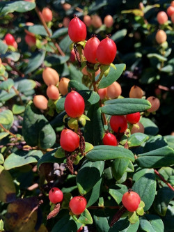 HYPERICUM inodorum ELSTEAD