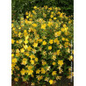 HYPERICUM hidcoteense HIDCOTE