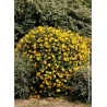 HYPERICUM hidcoteense HIDCOTE