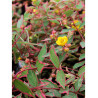 HYPERICUM moserianum TRICOLOR