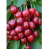 CERISIER bigarreau GÉANT HEDELFINGEN