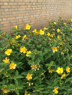 HYPERICUM moserianum