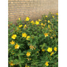 HYPERICUM moserianum