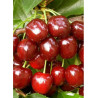 CERISIER bigarreau HÂTIF DE BURLAT