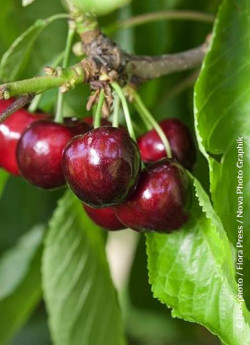 CERISIER bigarreau MOREAU