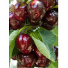 CERISIER bigarreau REVERCHON