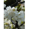 CERISIER bigarreau REVERCHON