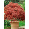 ACER palmatum DISSECTUM GARNET