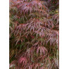 ACER palmatum DISSECTUM GARNET