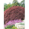 ACER palmatum DISSECTUM GARNET