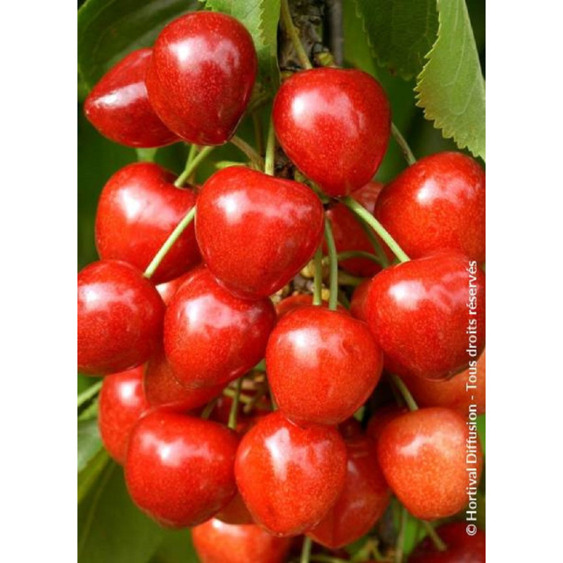 CERISIER bigarreau SUMMIT