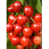 CERISIER bigarreau SUMMIT