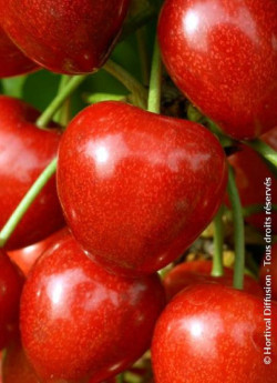 CERISIER bigarreau SUMMIT