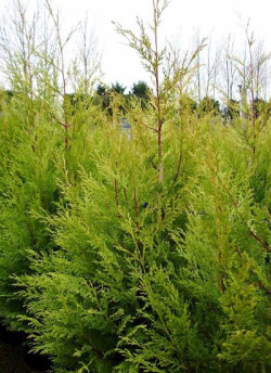 CUPRESSOCYPARIS leylandii EXCALIBUR GOLD