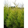 CUPRESSOCYPARIS leylandii EXCALIBUR GOLD