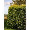 CUPRESSOCYPARIS leylandii EXCALIBUR GOLD