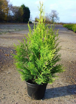 CUPRESSOCYPARIS leylandii EXCALIBUR GOLD