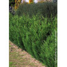CUPRESSOCYPARIS leylandii TYPE 2001