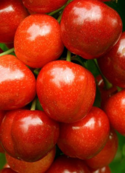 CERISIER Bigarreau VAN