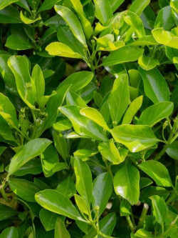 Topiaire (Plante taillée) - EUONYMUS japonicus (Fusain du Japon)