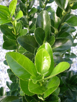 Topiaire (Plante taillée) - EUONYMUS japonicus (Fusain du Japon)