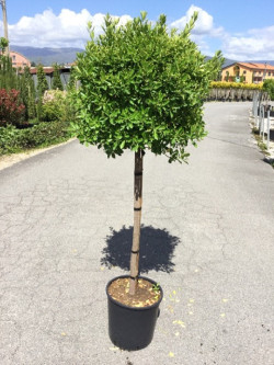 Topiaire (Plante taillée) - EUONYMUS japonicus (Fusain du Japon)