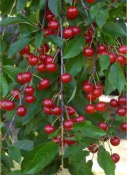 CERISIER griotte MONTMORENCY