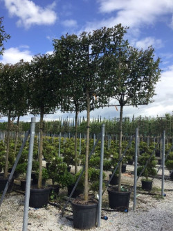 LIGUSTRUM japonicum