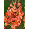 CHAENOMELES speciosa FRIESDORFER