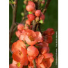 CHAENOMELES speciosa FRIESDORFER