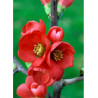CHAENOMELES speciosa RUBRA