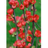 CHAENOMELES speciosa RUBRA