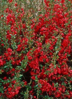 CHAENOMELES speciosa RUBRA