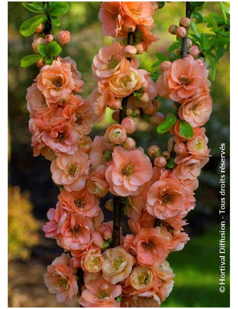 CHAENOMELES superba CAMEO