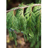CHAMAECYPARIS nootkatensis PENDULA