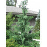 CHAMAECYPARIS nootkatensis PENDULA