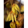 CHIMONANTHUS praecox