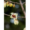 CHIMONANTHUS praecox